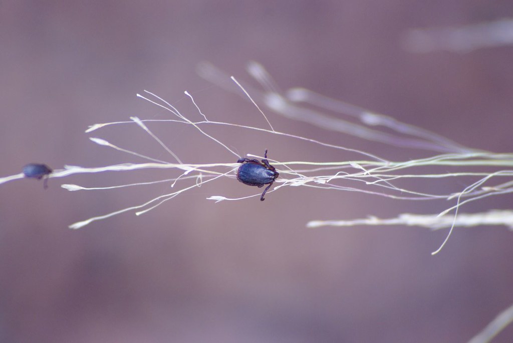 how to get a tick off a dog