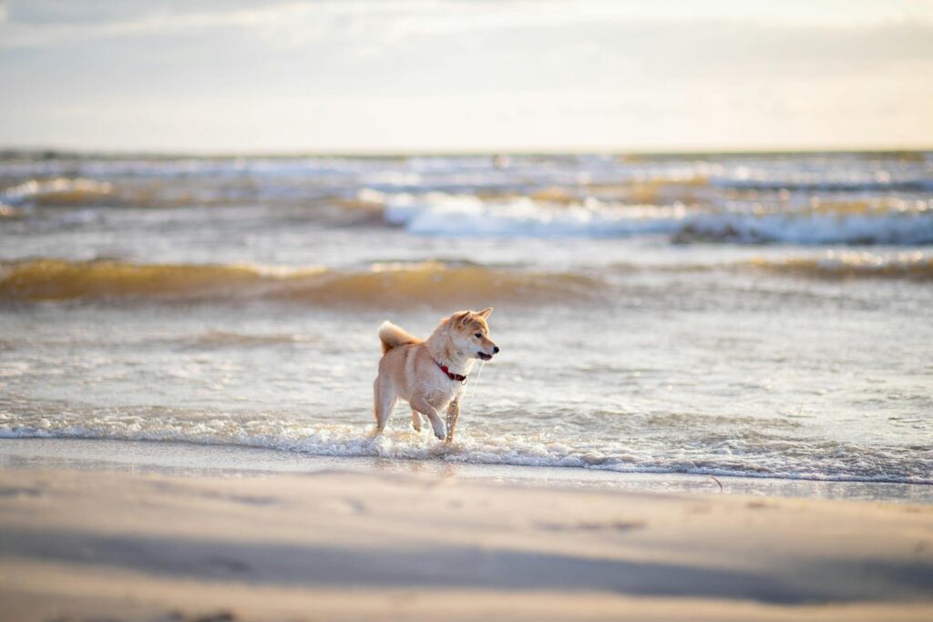 A cute Shiba Inu dog enjoying a run on the sandy beach by the sea.