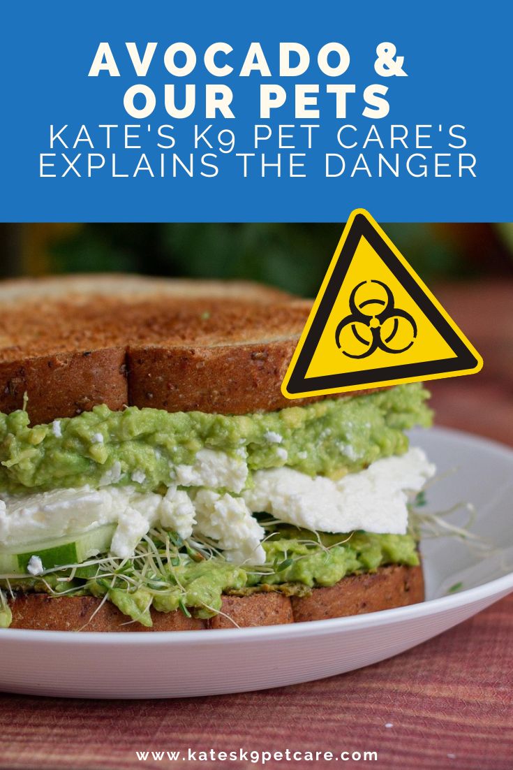 Image of avocado toast with a biohazard triangle and text above saying: Avocado & our pets | Kate's K9 Pet Care describes the dangers. For an article on why avocado can make your pet sick.
