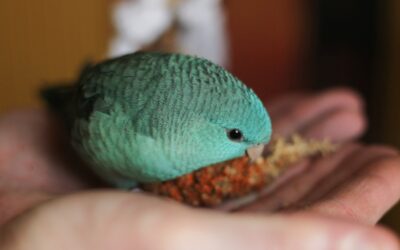 Quietest Pet Birds: 9 Species That Won’t Bother the Neighbors
