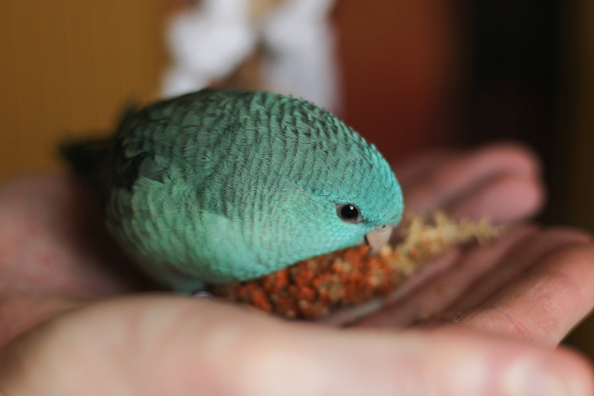Blue-green lineolated parakeet eating from a person's hand