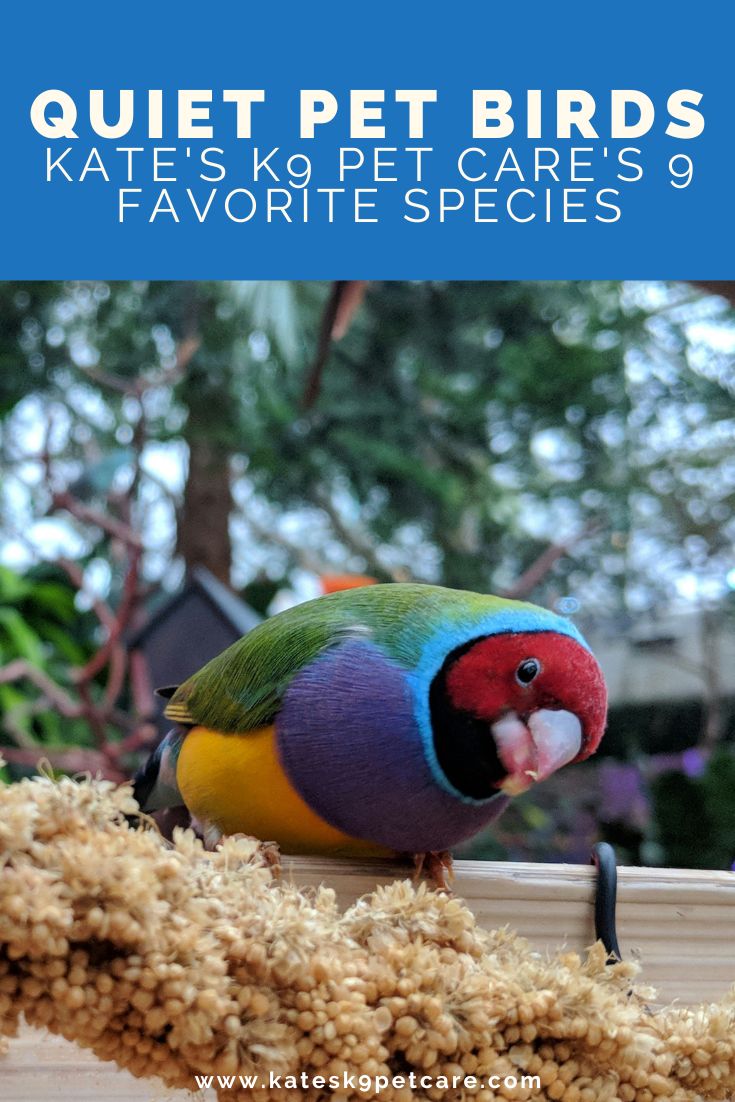 Image of a rainbow finch for an article on the quietest pet birds