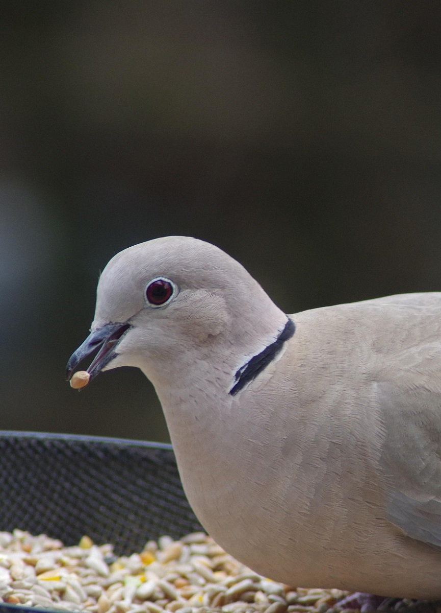 Ringneck dove eating seeds