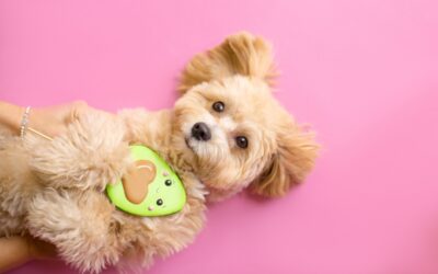 The Hidden Danger In Your Kitchen: Why Avocado Can Make Your Pet Sick