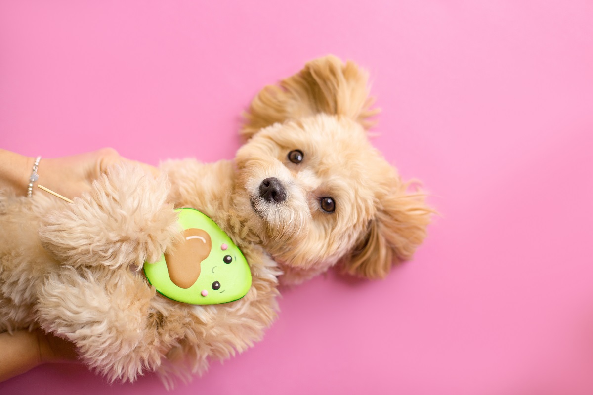 Small dog on pink background hugging an avocado-shaped toy