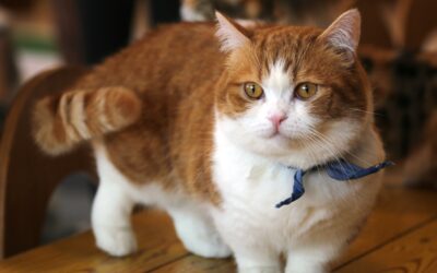 Munchkin Kitten Care: Your Complete Guide to Raising Happy Short-Legged Cats