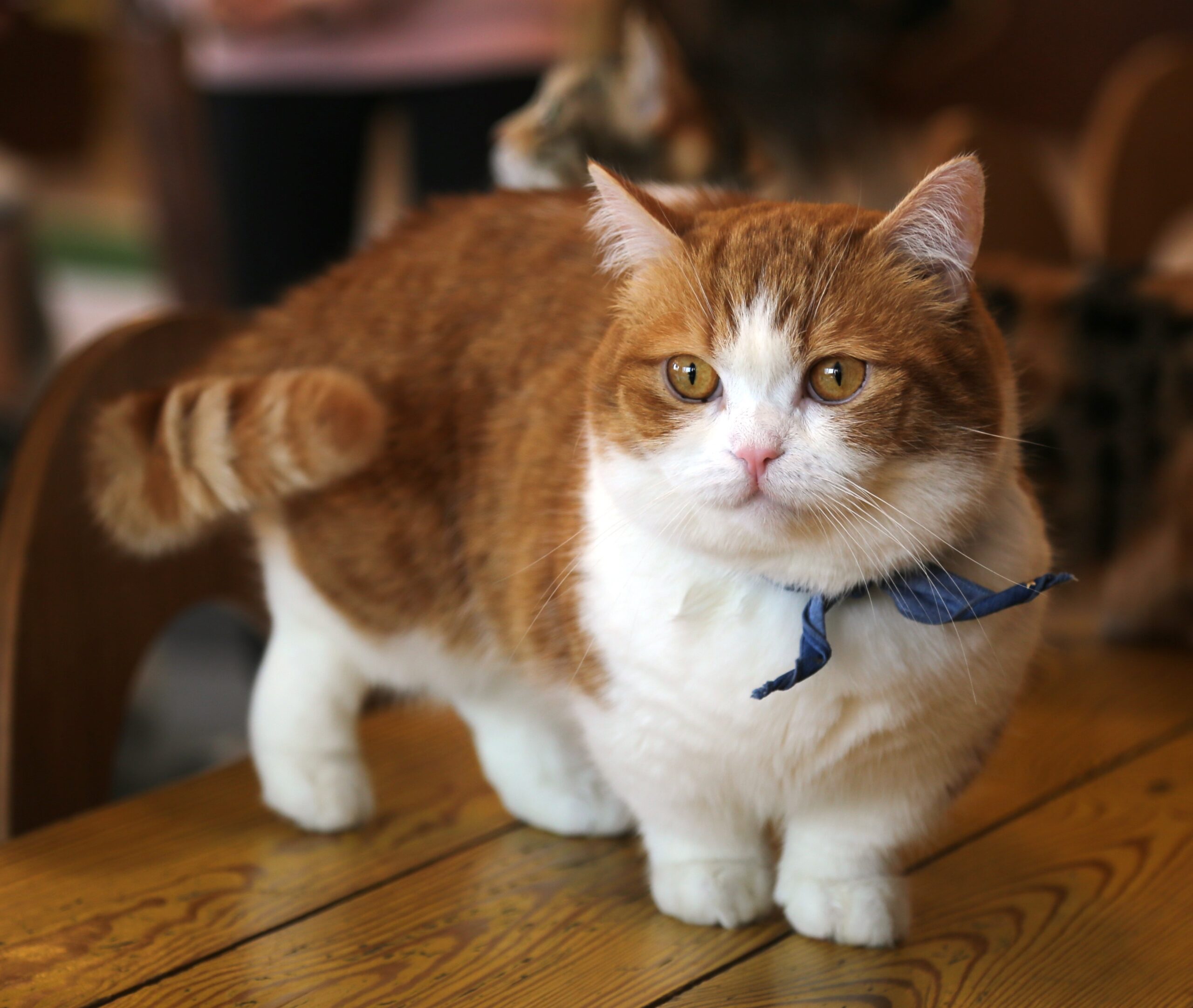 munchkin kitten care