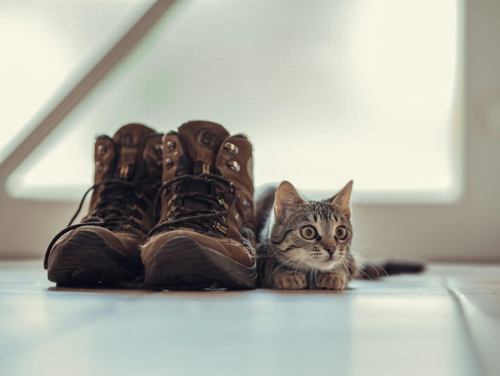 Critical Warning Signs When Introducing Cats (Don't Ignore These!) 6 person wearing brown hiking boots
