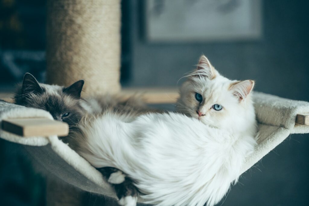 Critical Warning Signs When Introducing Cats (Don't Ignore These!) 8 white and black cat lying on white textile