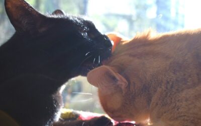 Critical Warning Signs When Introducing Cats (Don’t Ignore These!)
