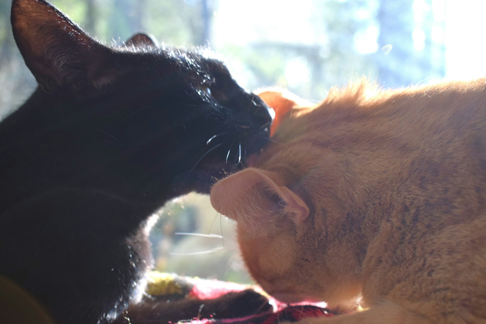 warning signs when introducing cats