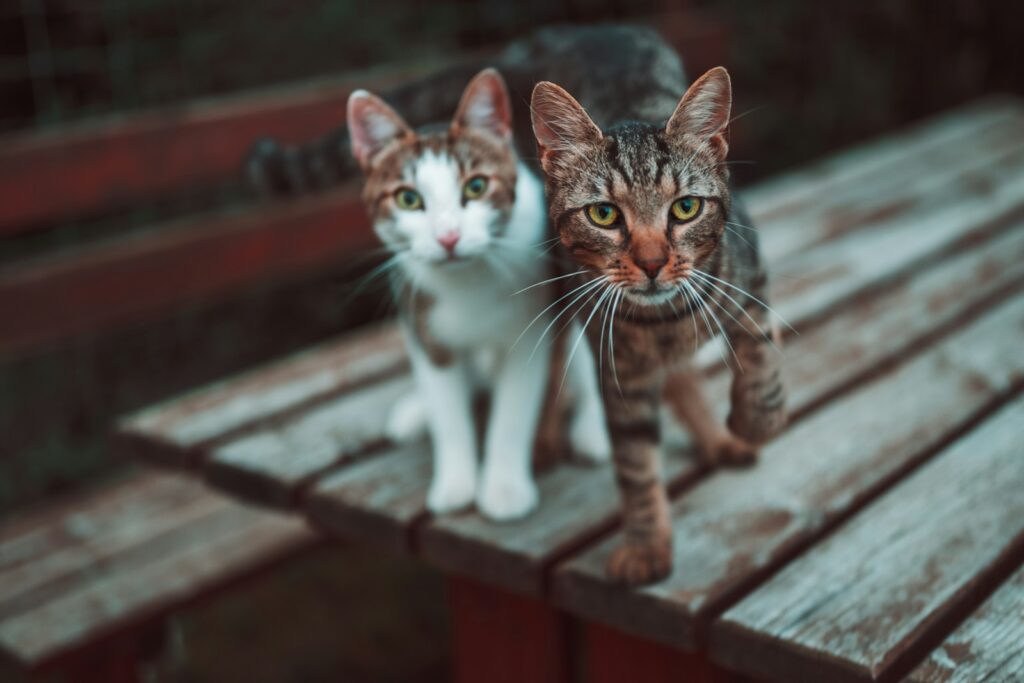 Critical Warning Signs When Introducing Cats (Don't Ignore These!) 7 two cats on table