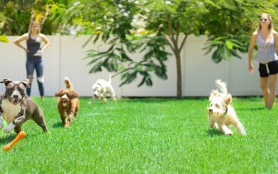Best Pet Safe Weed Killer : Keep Your Garden Green and Your Pets Safe