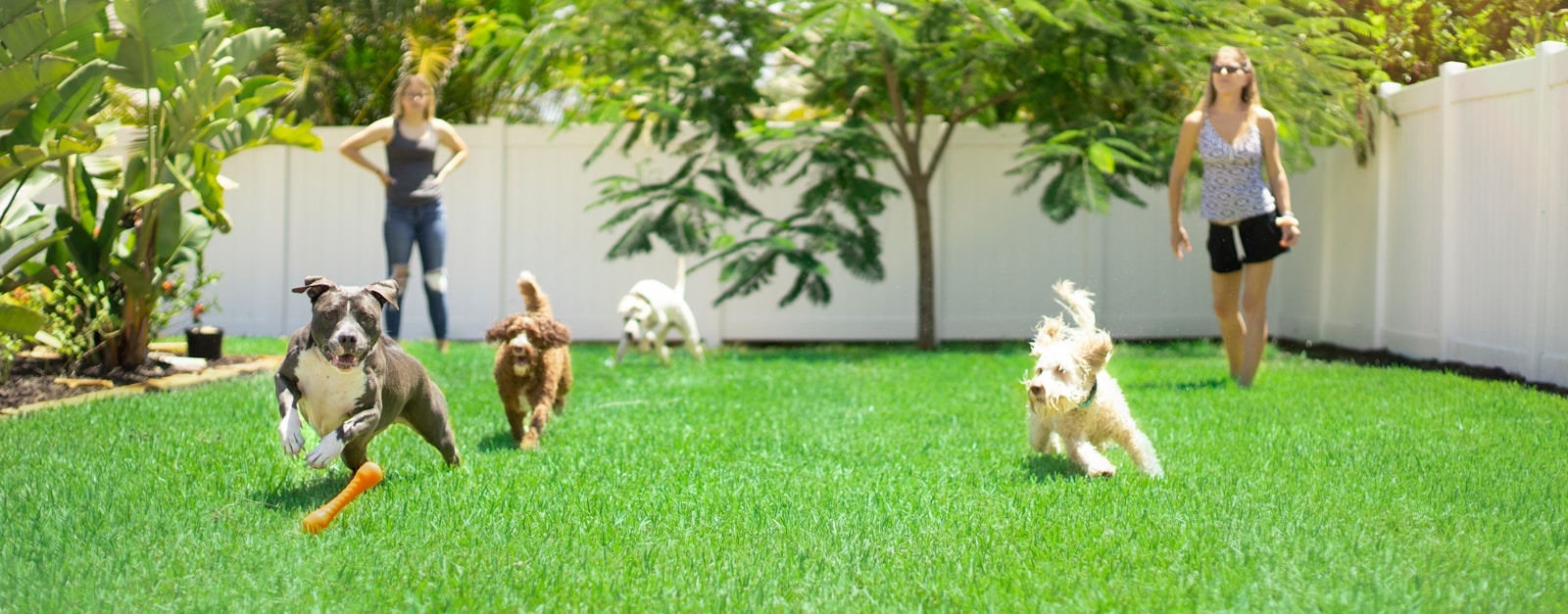 pet safe weed killer