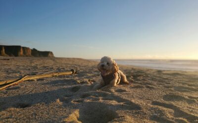 The Best Dog Friendly Beaches in the DMV for Your Pawsome Adventure