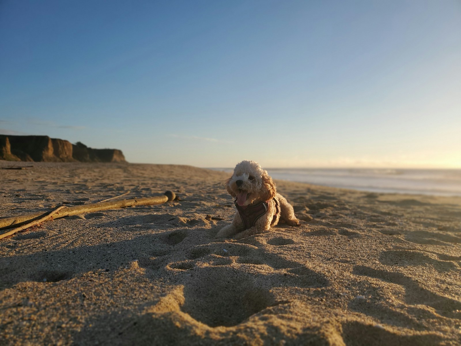 dog friendly beaches in the dmv