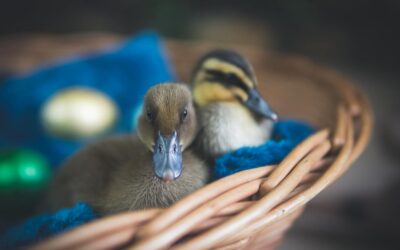 Why Small Animals Deserve Big Love (And Great Pet Care!)