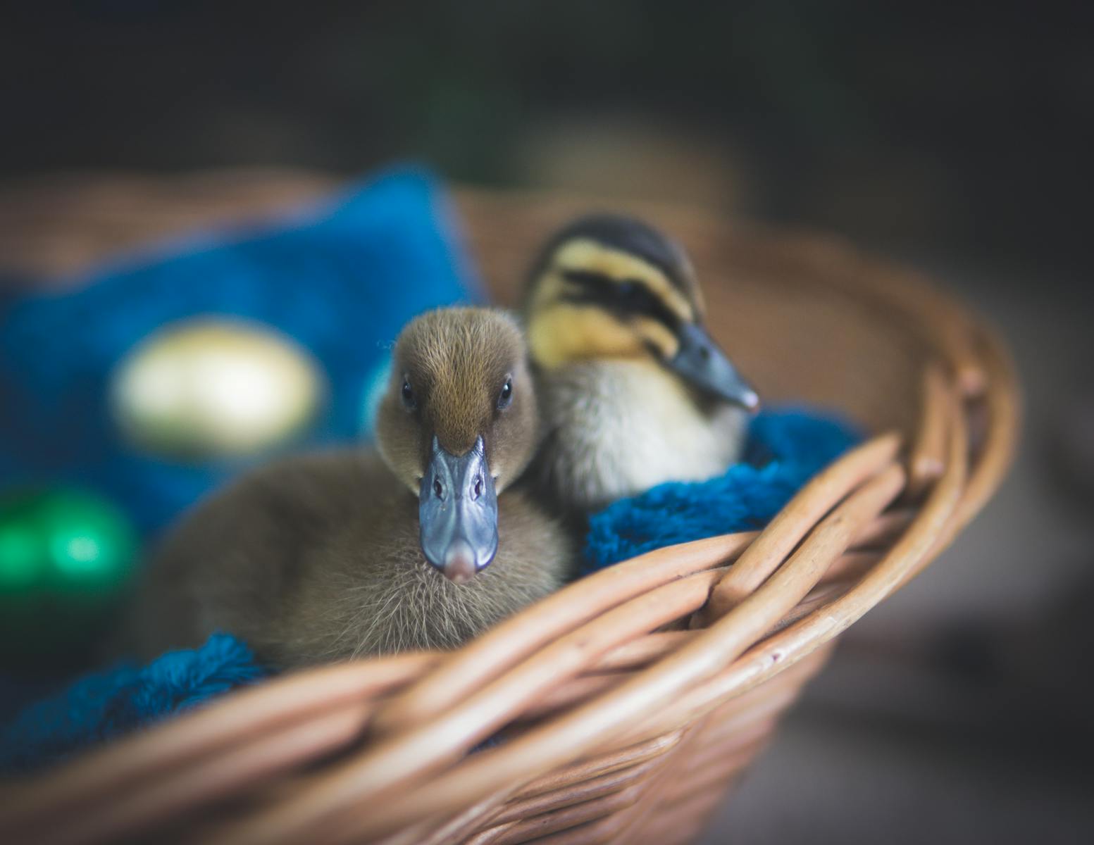 small animals
