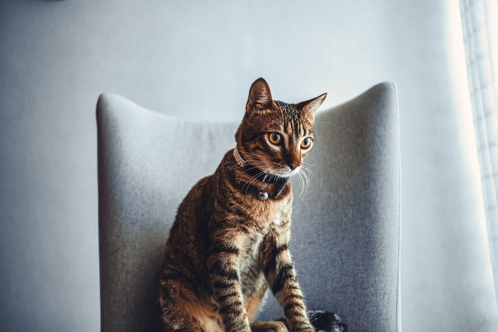cat sitters