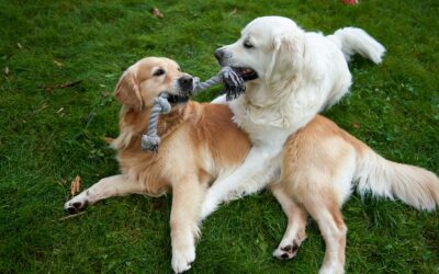 5 Smart Reasons to Book Affordable Pet Care Before the Holidays