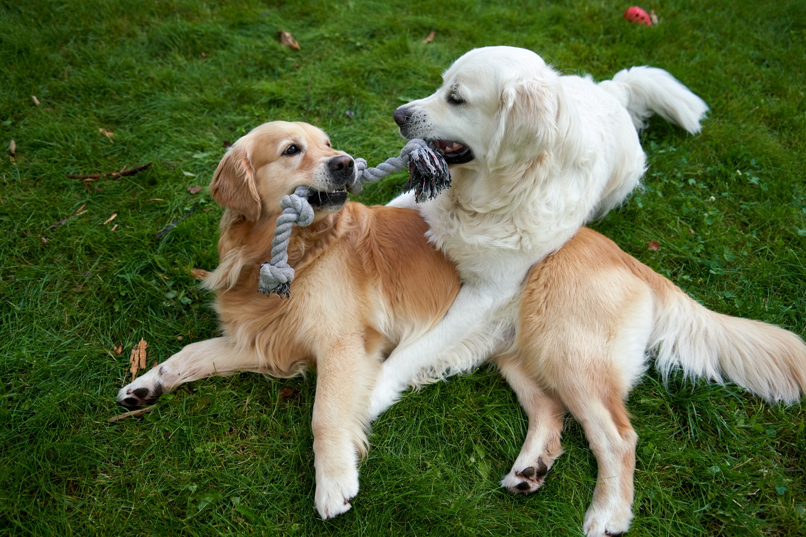 affordable pet care