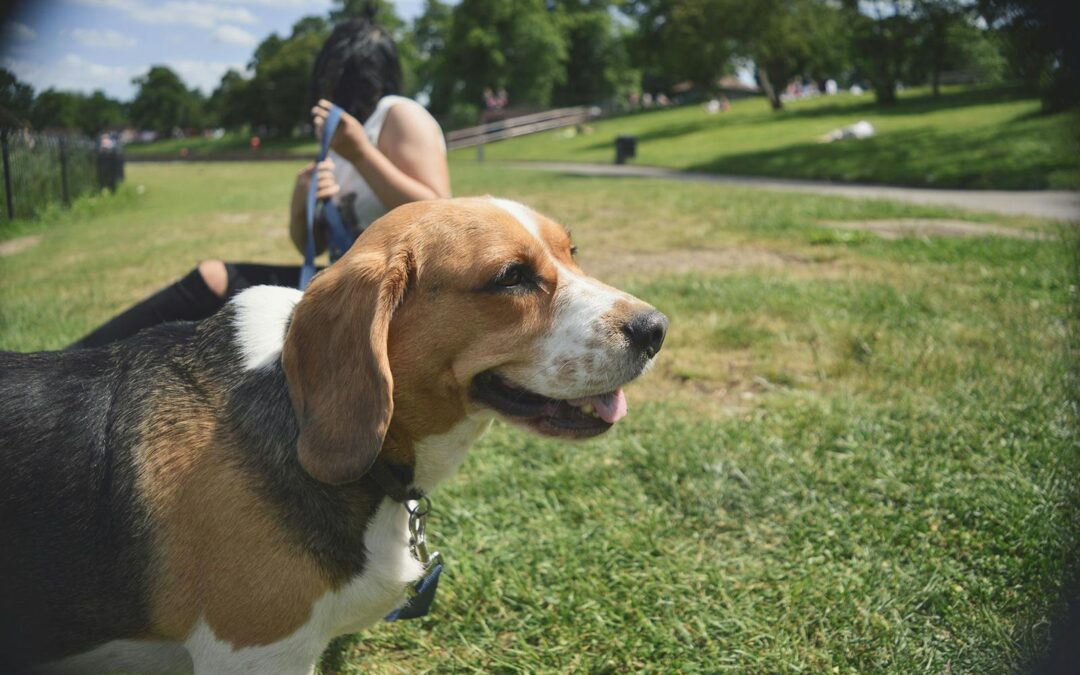 How to Choose the Right Pet Sitting Company for Your Furry Friend