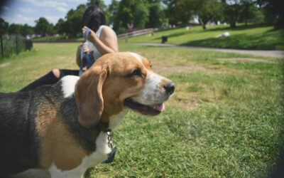How to Choose the Right Pet Sitting Company for Your Furry Friend