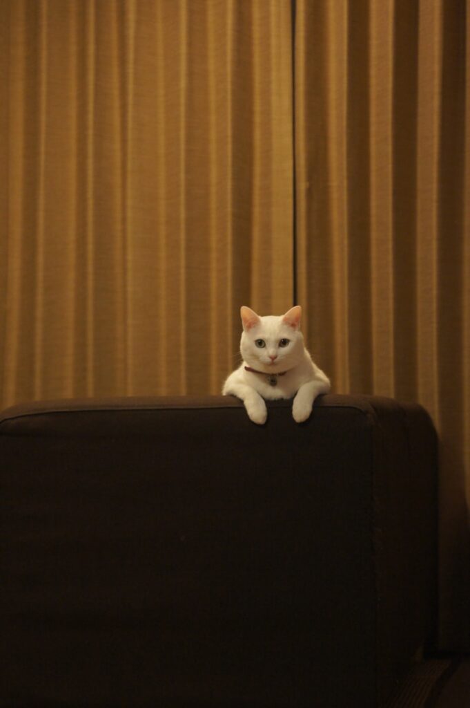 Why Professional Cat Sitters Beat Asking Your Neighbor 1 a white cat sitting on top of a black couch