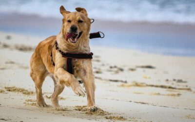Summer Dog Walking Safety: Essential Tips for Hot Weather Adventures
