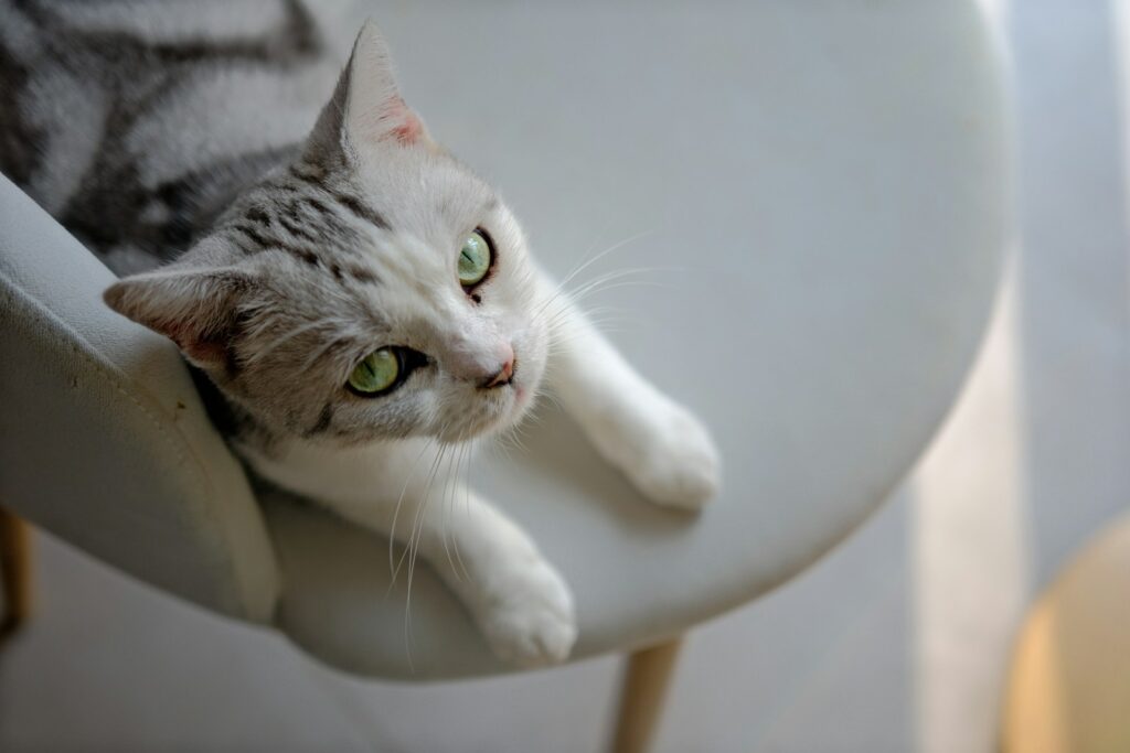 Why Professional Cat Sitters Beat Asking Your Neighbor 5 a gray and white cat laying on top of a white chair