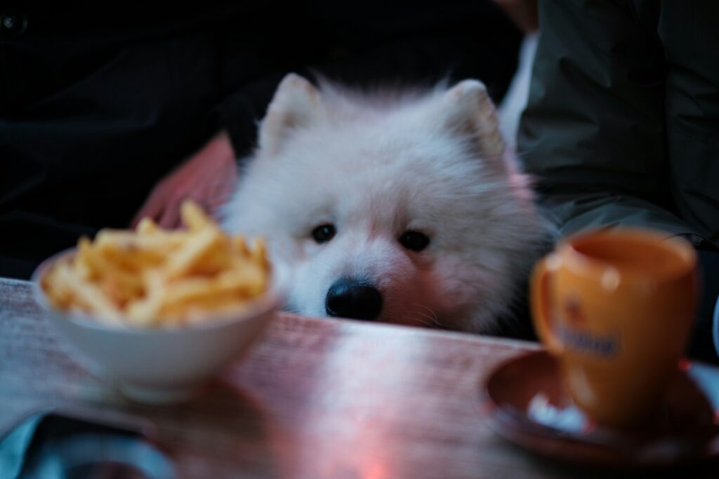 Best Pet Friendly Restaurants in Northern Virginia 5 a small white dog sitting next to a bowl of fries