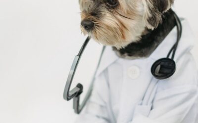 Top Quality Pet Hospital Options in Northern Virginia and Southern Maryland