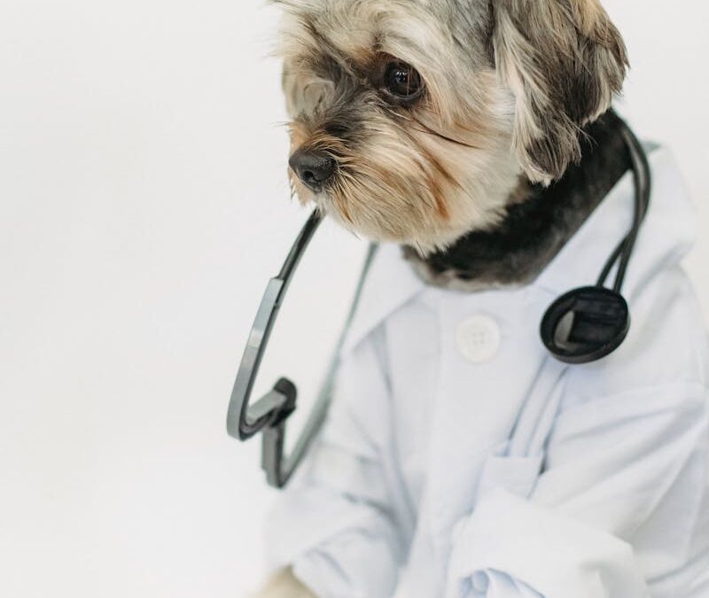Top Quality Pet Hospital Options in Northern Virginia and Southern Maryland
