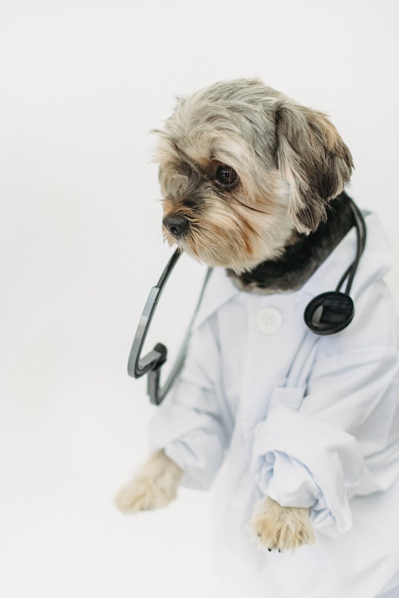 pet hospital