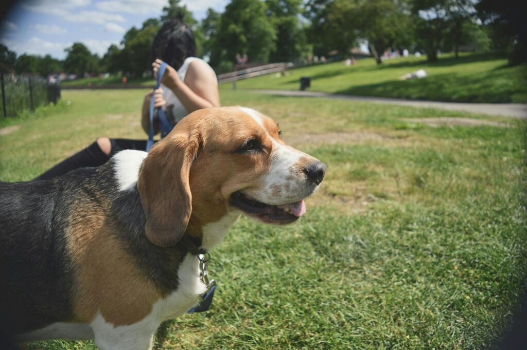 The Ultimate Guide to Finding the Perfect In-Home Dogsitter 1 Beagle dog with owner enjoying a sunny day in a lush green park.