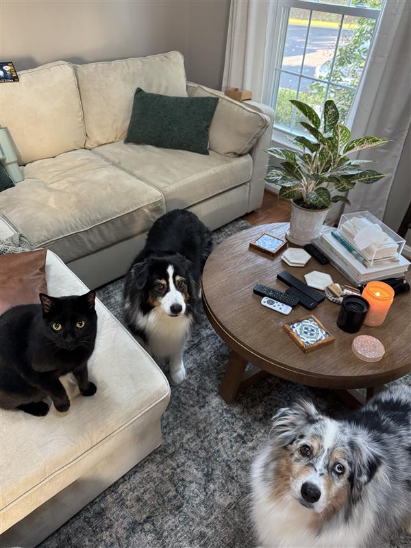 Zoey, Bailey, Salem