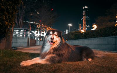 Popular Big Dog Breeds in Maryland and What Makes Them Shine