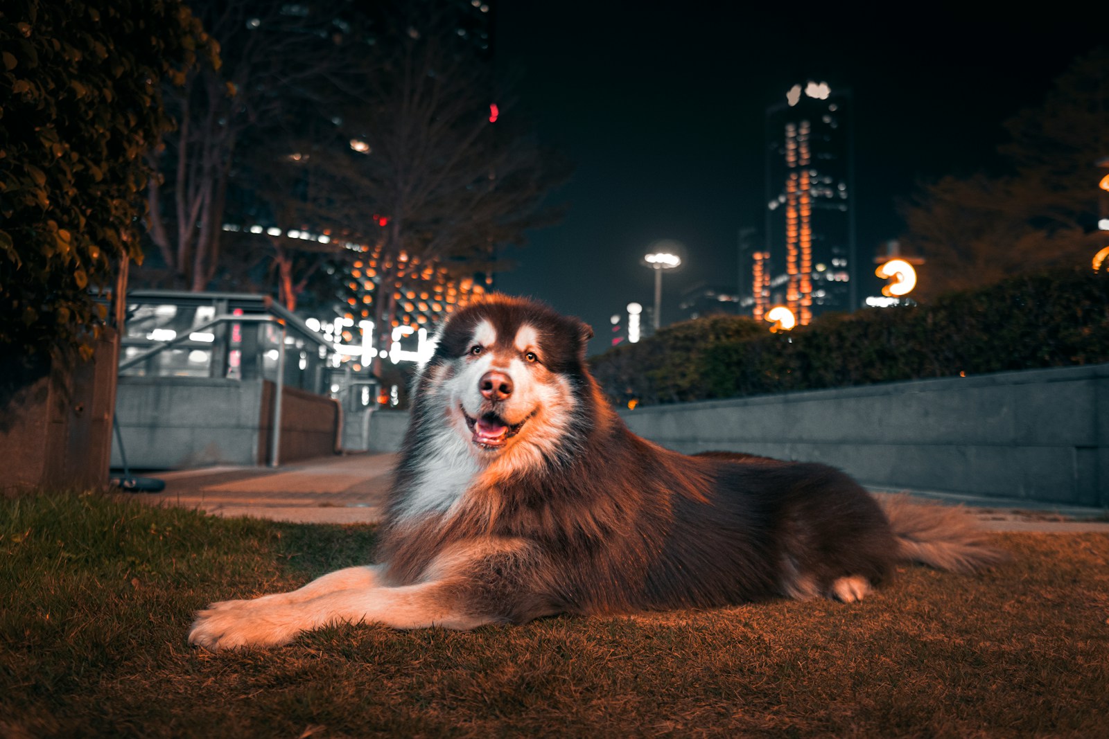 big dog breeds
