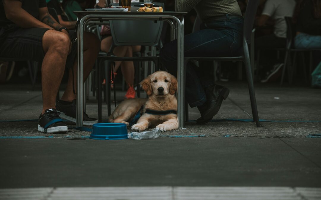 Best Pet Friendly Restaurants in Northern Virginia