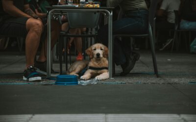 Best Pet Friendly Restaurants in Northern Virginia