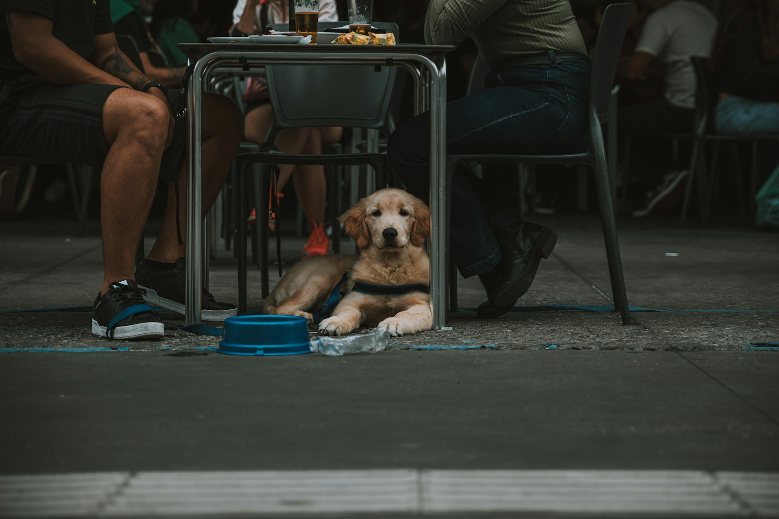 pet friendly restaurants