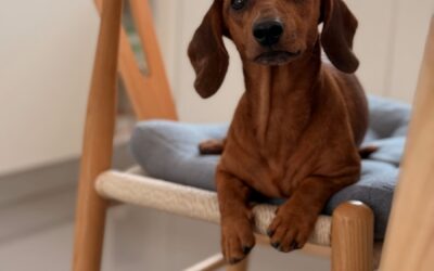 The Ultimate Guide to Finding the Perfect In-Home Dogsitter