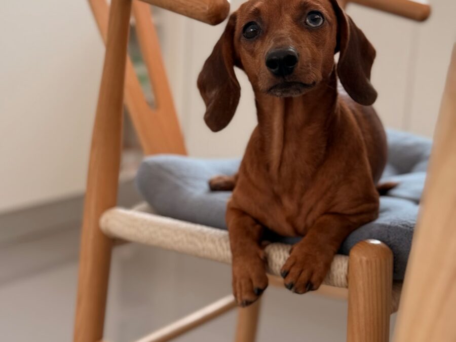 The Ultimate Guide to Finding the Perfect In-Home Dogsitter