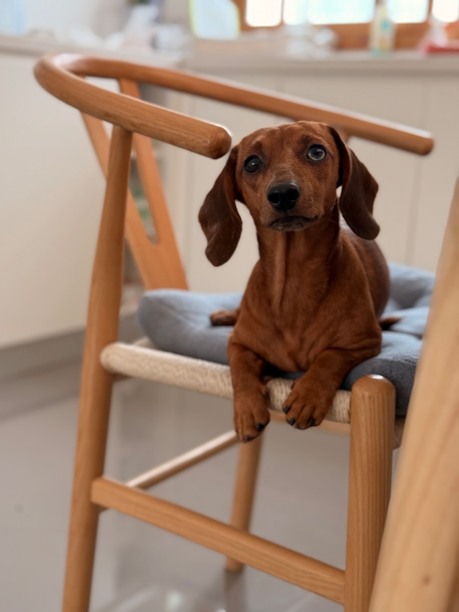 dogsitter