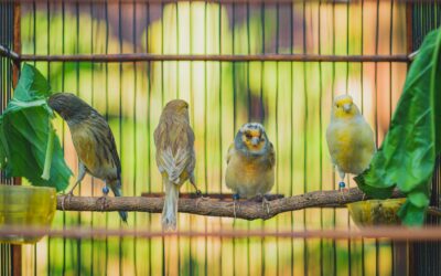 10 Popular Pet Birds in Northern Virginia and Southern Maryland