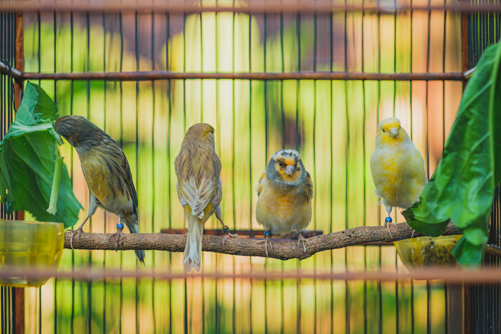 pet birds