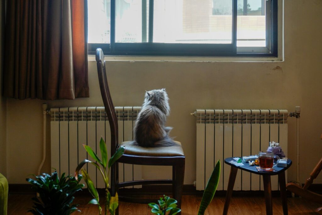 A cat sits on a chair, gazing out the window.