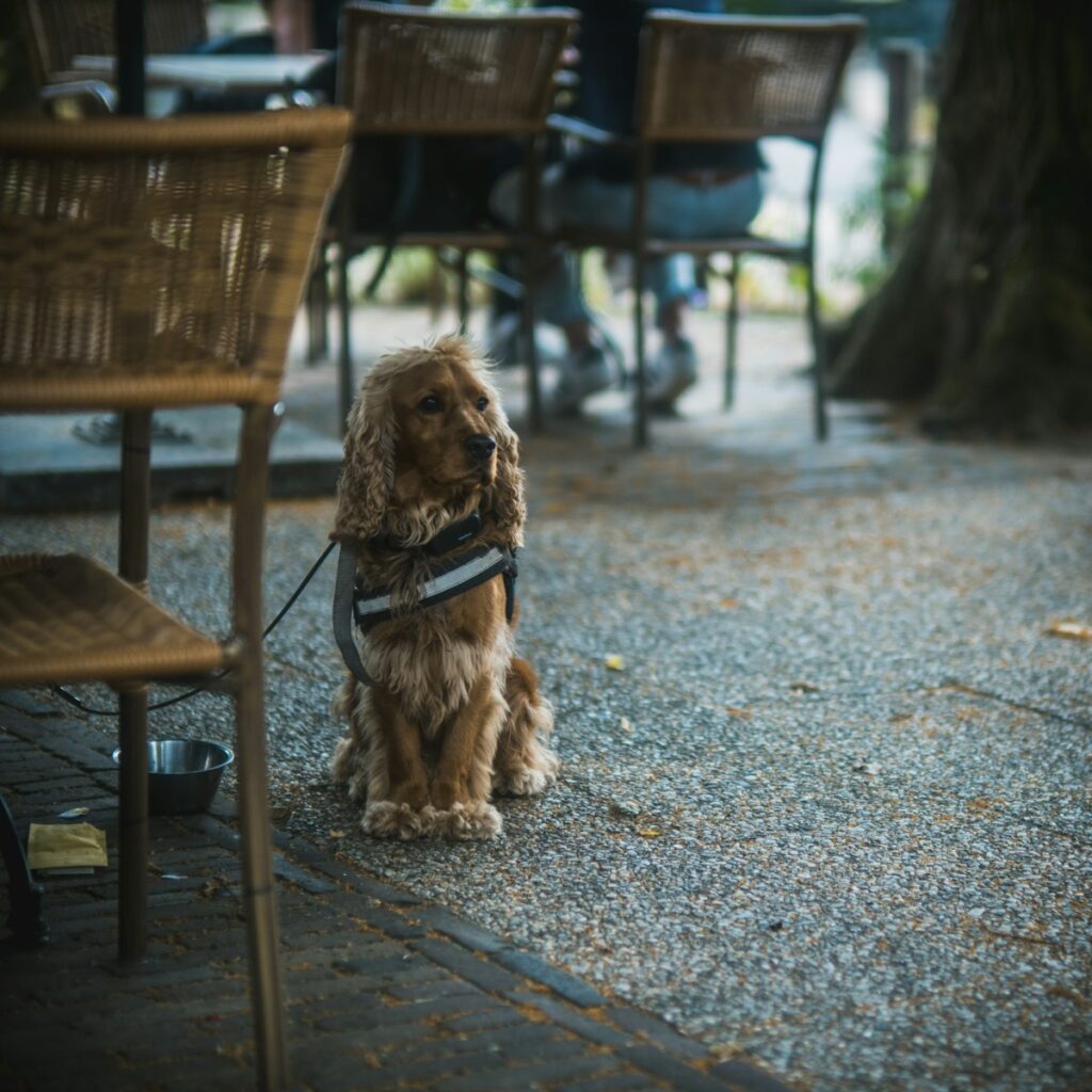 Best Pet Friendly Restaurants in Northern Virginia 1 a brown dog sitting on top of a sidewalk