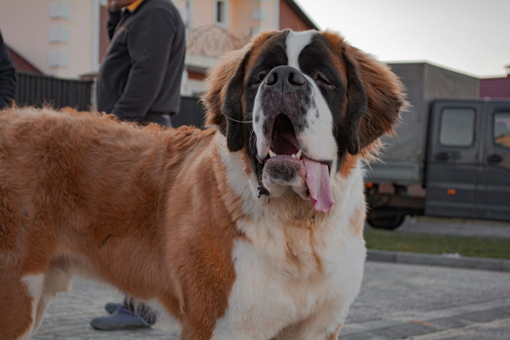 Popular Big Dog Breeds in Maryland and What Makes Them Shine 1 brown and white saint bernard