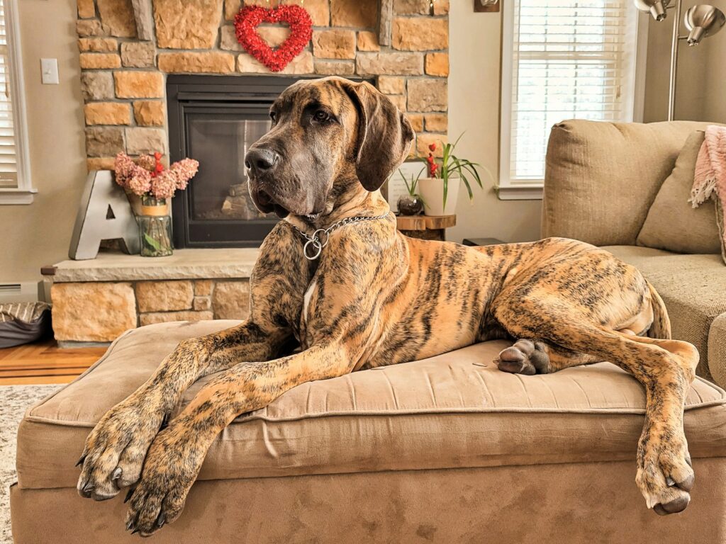 Popular Big Dog Breeds in Maryland and What Makes Them Shine 5 a large brown dog laying on top of a couch